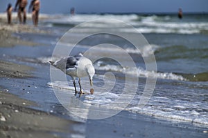 Sea gull found a treat on the seashore