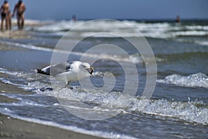 Sea gull found a treat on the seashore. Larus marinus