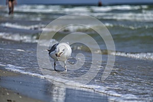 Sea gull found a treat on the seashore. Larus marinus