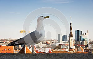 Sea gull in front of city panorama