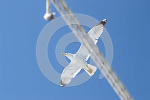 A sea gull with a full wingspan soars in the clear blue sky