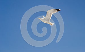 A sea gull with a full wingspan soars in the clear blue sky