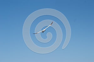 A sea gull with a full wingspan soars in the clear blue sky