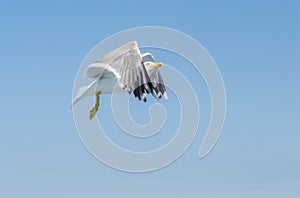 A sea gull with a full wingspan soars in the clear blue sky