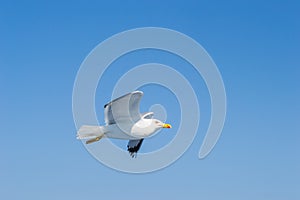 A sea gull with a full wingspan soars in the clear blue sky