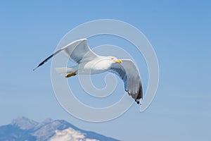 A sea gull with a full wingspan soars in the clear blue sky.