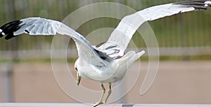 Sea Gull getting ready to take flight