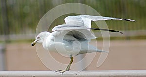 Sea Gull getting ready to take flight