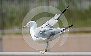 Sea Gull getting ready to take flight