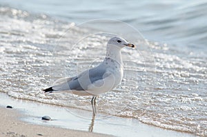 Sea gull hanging out on lake michigan shore