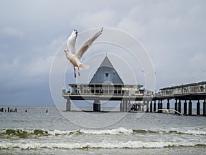 Sea Gull Heringsdorf Baltic Sea