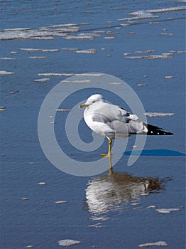 Sea gull at Holden Beach