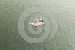 sea gull landing on the water of the Sea