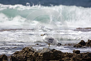 Sea gull ( larus argentatus )