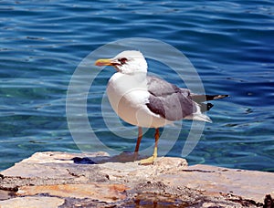 Sea gull - Larus argentatus