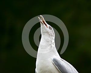 Sea Gull Making Noisy Calls