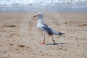 Sea gull model, australia