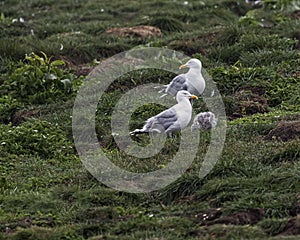 Sea Gull Mom, Dad and Chick