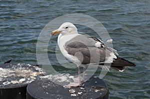 Sea Gull Near the Ocean