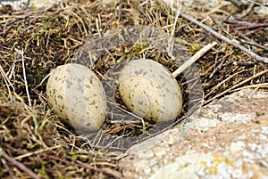 Sea gull nest