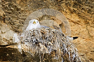 A sea gull on a nest