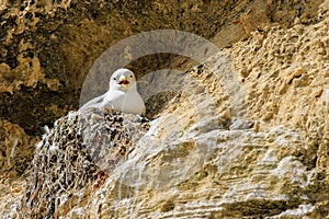 A sea gull on a nest