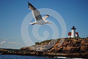 Sea Gull and New England Light House