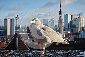 Sea gull on an observation deck of old Tallinn. Seagull against the panoramic view of the old town Tallinn, Estonia