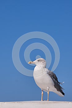 A sea gull over the background of the blue sky.
