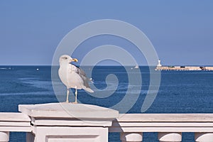 A sea gull over the background of the sea and the lighthouse.