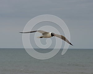Sea Gull over ocean
