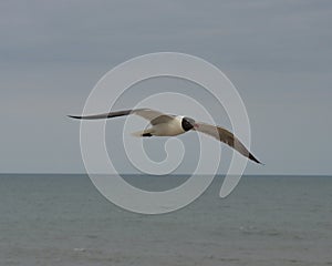 Sea Gull over ocean