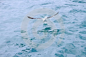 A sea gull over the ocean