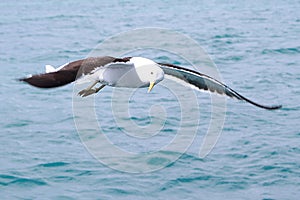 A sea gull over the ocean