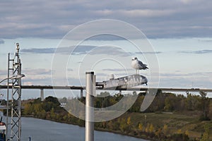 Sea gull perched above Welland Canal