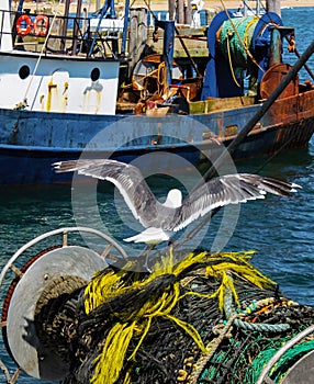 Sea gull perches on a roll of nets and ropes where it`s been harvesting bits of fish from a recent catch with rusted fishing boat