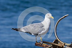 Sea gull on the pier