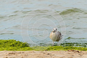 Sea gull with prey in its beak. Fat seagull on the beach holds in its beak caught crab.