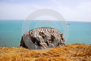 Sea-gull in Qinghai Lake photo