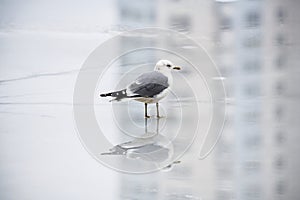 Sea gull reflection ice winter nature color water