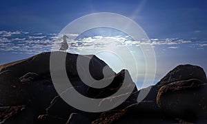 Sea Gull Resting on Large Rocks, on Cabo San Lucas Beach, during Sunset