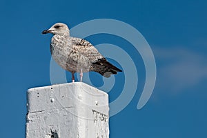 Sea gull resting on a white wooden pole