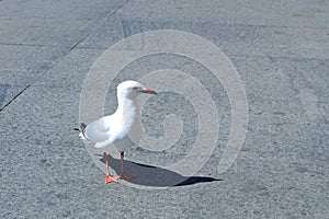 A sea gull on the road