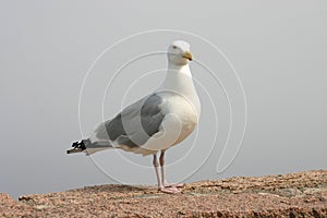 Sea Gull on a Rock