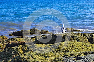 Sea gull on the rocky mossy coast with turquoise ocean in the background