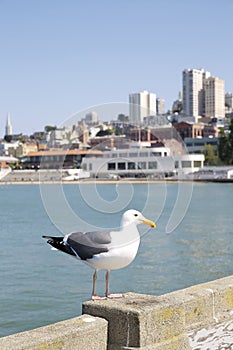 Sea gull on San Fransisco pier