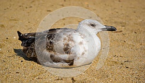 Sea-gull on sand