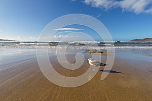 Sea gull on sandy beach against waves