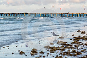 Sea gull scavenges for food