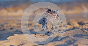 Sea gull seagull wildlife bird stading on the beach shore during beautiful sea sunrise